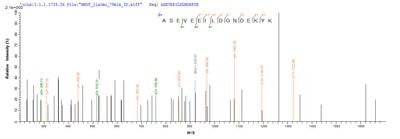 Based on the SEQUEST from database of Yeast host and target protein, the LC-MS/MS Analysis result of this product could indicate that this peptide derived from Yeast-expressed Homo sapiens (Human) SMARCB1.Recombinant Human Swi/Snf-Related Matrix-Associated Actin-Dependent Regulator Of Chromatin Subfamily B Member 1 (SMARCB1) Protein (His)