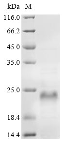 Greater than 90% as determined by SDS-PAGE.Recombinant Human Nascent Polypeptide-Associated Complex Subunit Alpha (NACA) Protein (His)