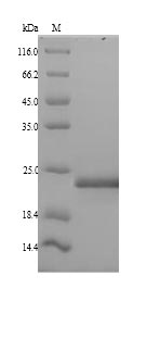 Greater than 90% as determined by SDS-PAGE.Recombinant Human Mediator Of Dna Damage Checkpoint Protein 1 (MDC1) Protein (His)