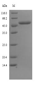 Greater than 90% as determined by SDS-PAGE.