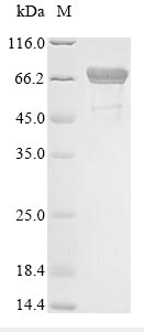 Greater than 90% as determined by SDS-PAGE.