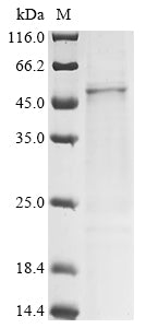 Greater than 85% as determined by SDS-PAGE.Recombinant Bovine Pregnancy-Associated Glycoprotein 2 (PAG2) Protein (His)