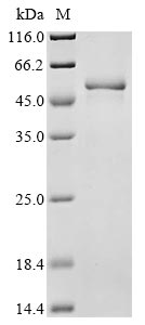 Greater than 85% as determined by SDS-PAGE.Recombinant Mouse Tripartite Motif-Containing Protein 72 (TRIM72) Protein (His)