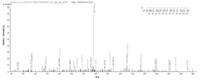 Based on the SEQUEST from database of Yeast host and target protein, the LC-MS/MS Analysis result of this product could indicate that this peptide derived from Yeast-expressed Carcinoscorpius rotundicauda (Mangrove horseshoe crab) (Limulus rotundicauda) N/A.Recombinant Carcinoscorpius Rotundicauda Limulus Clotting Factor C (FC) Protein (His)
