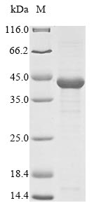 Greater than 85% as determined by SDS-PAGE.Recombinant Carcinoscorpius Rotundicauda Limulus Clotting Factor C (FC) Protein (His)