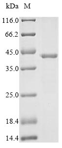 Greater than 85% as determined by SDS-PAGE.Recombinant Bovine Pregnancy-Associated Glycoprotein 1 (PAG1) Protein (Myc&His)