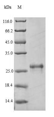 Greater than 90% as determined by SDS-PAGE.