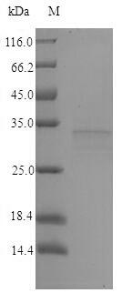 Greater than 90% as determined by SDS-PAGE.Recombinant Brucella Abortus Hth-Type Quorum Sensing-Dependent Transcriptional Regulator Vjbr (VJBR) Protein (His)