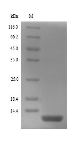 Greater than 90% as determined by SDS-PAGE.Recombinant Human Beta-Defensin 130 (DEFB130) Protein (His)