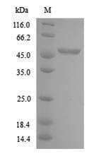 Greater than 90% as determined by SDS-PAGE.Recombinant Arabidopsis Thaliana Cyclin-B2-2 (CYCB2-2) Protein (His)