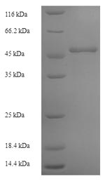 Greater than 90% as determined by SDS-PAGE.Recombinant Arabidopsis Thaliana Lycopene Beta Cyclase, Chloroplastic (LCY1) Protein (His)