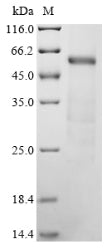Greater than 85% as determined by SDS-PAGE.Recombinant Mouse Complement C1R Subcomponent-Like Protein (C1RL) Protein (His)