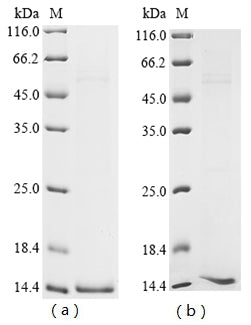 Greater than 90% as determined by SDS-PAGE.Recombinant Bovine Cytochrome C 2 (CYCT) Protein (His)
