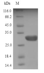 Greater than 90% as determined by SDS-PAGE.Recombinant Mouse Angiogenin-4 (ANG4) Protein (His-SUMO)