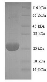 Greater than 90% as determined by SDS-PAGE.