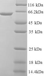 Greater than 90% as determined by SDS-PAGE.Recombinant Human Uncharacterized Protein C1Orf106 (INAVA) Protein (His)