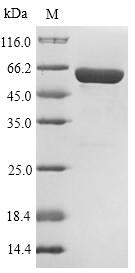 Greater than 90% as determined by SDS-PAGE.Recombinant Mouse Putative Phospholipase B-Like 2 (PLBD2) Protein (His)