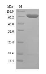 Greater than 90% as determined by SDS-PAGE.Recombinant Mouse At-Rich Interactive Domain-Containing Protein 5A (ARID5A) Protein (His)