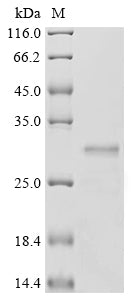 Greater than 90% as determined by SDS-PAGE.Recombinant Human Erythroferrone (ERFE) Protein (His-sumostar)