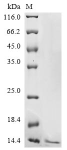 Greater than 90% as determined by SDS-PAGE.