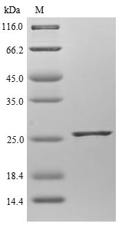 Greater than 85% as determined by SDS-PAGE.Recombinant Mouse Cb1 Cannabinoid Receptor-Interacting Protein 1 (CNRIP1) Protein (His&Myc)