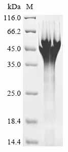 Greater than 90% as determined by SDS-PAGE.