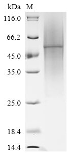 Greater than 90% as determined by SDS-PAGE.