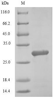 Greater than 85% as determined by SDS-PAGE.Recombinant Mouse Transcription Factor Mafk (MAFK) Protein (His)