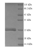 Greater than 90% as determined by SDS-PAGE.Recombinant Mouse Lymphocyte Antigen 6E (LY6E) Protein (His-SUMO)