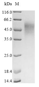 Greater than 90% as determined by SDS-PAGE.Recombinant Epstein-Barr Virus Epstein-Barr Nuclear Antigen 2 (EBNA2) Protein (His&Myc)