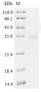 Greater than 90% as determined by SDS-PAGE.