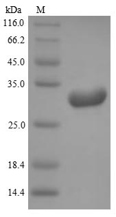 Greater than 90% as determined by SDS-PAGE.Recombinant Mouse Kallikrein-8 (KLK8) Protein (His)