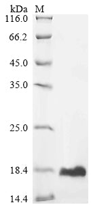 Greater than 90% as determined by SDS-PAGE.Recombinant Mouse Ubiquitin-Like Protein Isg15 (ISG15) Protein (His)