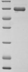 Greater than 90% as determined by SDS-PAGE.Recombinant Human Endogenous Retrovirus Group K Member 6 Env Polyprotein (ERVK-6) Protein (His)