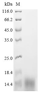 Greater than 85% as determined by SDS-PAGE.Recombinant Rat Vesicular Glutamate Transporter 1 (SLC17A7) Protein (His)