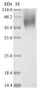Greater than 90% as determined by SDS-PAGE.