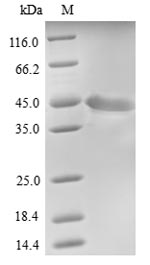 Greater than 90% as determined by SDS-PAGE.Recombinant Human Protein Fam46C (FAM46C) Protein (His)