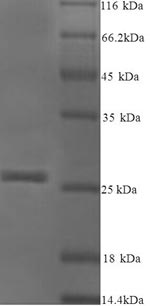 Greater than 90% as determined by SDS-PAGE.Recombinant Arachis Hypogaea Arachin Ahy-3 Protein (His)