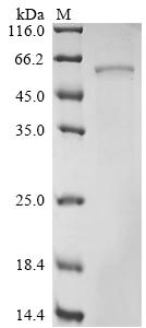 Greater than 90% as determined by SDS-PAGE.