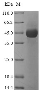 Greater than 85% as determined by SDS-PAGE.Recombinant Lysobacter Enzymogenes Lysyl Endopeptidase Protein (His-SUMOSTAR)