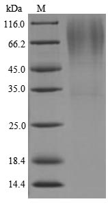 Greater than 85% as determined by SDS-PAGE.Recombinant Lysobacter Enzymogenes Lysyl Endopeptidase Protein (His)