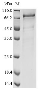 Greater than 90% as determined by SDS-PAGE.