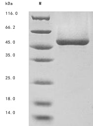Greater than 85% as determined by SDS-PAGE.