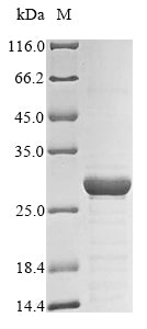 Greater than 85% as determined by SDS-PAGE.Recombinant Mycobacterium Paratuberculosis Upf0353 Protein Map_3434 (MAP_3434) Protein (His)