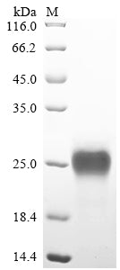 Greater than 90% as determined by SDS-PAGE.