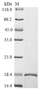 Greater than 90% as determined by SDS-PAGE.Recombinant Human NAD (SARM1) Protein (His)