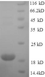 Greater than 90% as determined by SDS-PAGE.