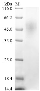 Greater than 85% as determined by SDS-PAGE.Recombinant Mouse Complement C1Q Tumor Necrosis Factor-Related Protein 6 (C1QTNF6) Protein (His-sumostar)