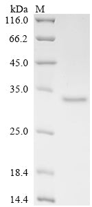 Greater than 90% as determined by SDS-PAGE.Recombinant Mouse Complement C1Q Tumor Necrosis Factor-Related Protein 6 (C1QTNF6) Protein (His)