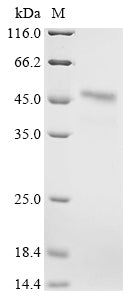 Greater than 85% as determined by SDS-PAGE.Recombinant Mouse Creatine Kinase S-Type, Mitochondrial (CKMT2) Protein (His)